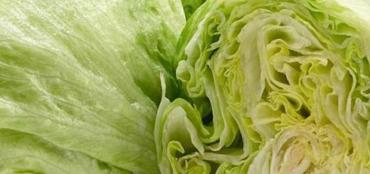 Растение салат: описание и польза листового салата